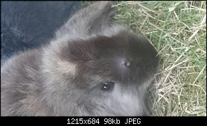 Eiterpickel??-dsc_1683.jpg