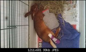 Hinterlauf amputiert-20151122_140538.jpg