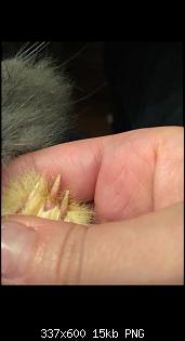 Die vorderen Krallen sind viel k�rzer,gelb und sehr spitz.-image.jpg