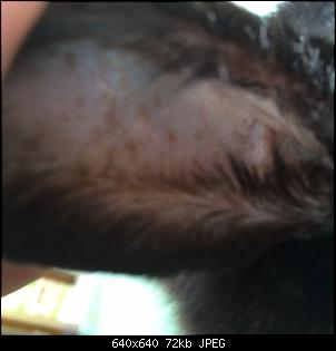 Alterspflecken oder doch was anderes?-blacky%B4s-flecken.jpg