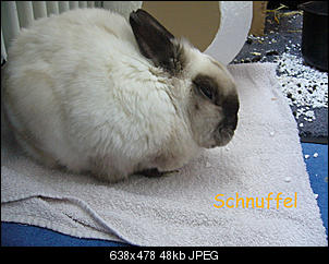 wahrscheinlich bald tot-schnuffel-mit-text.jpg