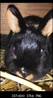 Hase hat wei�e knubbel auf der nase-image.jpg