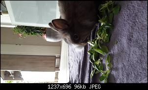 Kaninchen k�ttel am hintern-20160430_104213.jpg