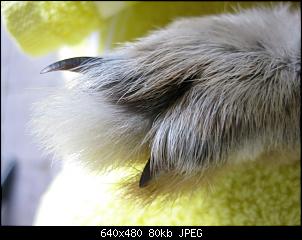 Hinterpfote (Zehen) gebrochen...-img_0687-pf%F6tchen-von-bussi.jpg