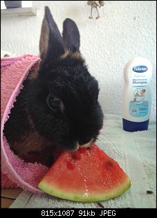Kaninchen auf rechter Seite gel�hmt durch Tumor...-img_20170703_180016.jpg