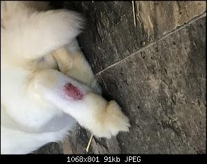 Verband richtig fixieren???-img_1085.jpg