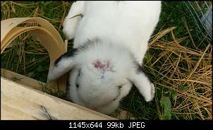 Bisswunde oder Parasiten?-imag1517.jpg