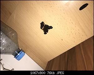 HILFE! Kot und Urin!-9102c860-aa46-4369-93ed-a052e0bb9b7e.jpg