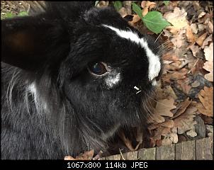 Hilfe mein Kaninchen hat etwas wei�es am Auge!-2a434e6e-c355-414e-9903-04ad80614b9c.jpg