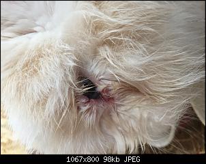 Verletztes Auge eitert-d1d07c53-a29f-4b45-b525-eafab0da0b53.jpg