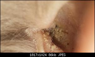 Jackies Krampfanf�lle, Epilepsie oder E.Cuniculi?! Was kann sein?-20190327_150536.jpg