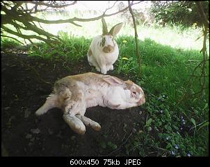 Matacam Dosierung (Katzen)-herr-hase-08-05-2020.jpg