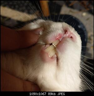 Kaninchen hat Verletzung an der Lippe-imag1350.jpg