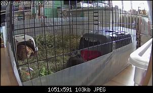 Krankes Kaninchen (akuter E.c. Ausbruch) rein holen-1610187914448.jpg