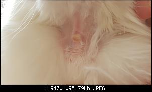 H�ufiges lecken am Hals-20210131_143855.jpg