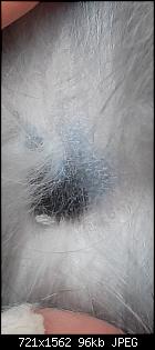 Was hat Stupsi? Krusten und schwarze Flecken auf der Haut...-screenshot_20210527-201607_gallery.jpg