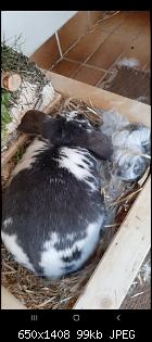Was hat Stupsi? Krusten und schwarze Flecken auf der Haut...-screenshot_20210530-192817_gallery.jpg