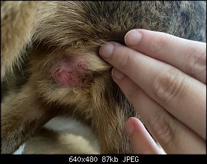 Hilfe Tumor?-4aba1f1d-ddb7-4739-8db3-af748d89a5db.jpeg