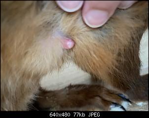 entz�ndete Zitze-1d76a7ac-0df2-4fc3-a54a-989d60748193.jpeg