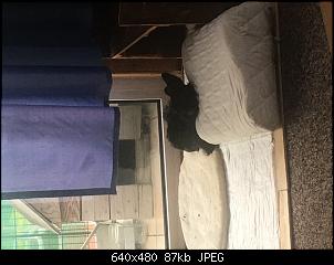 14j�hriges Kaninchen sehr krank-b89a9e71-d2bd-4265-bc55-f46c9e1bb97f.jpeg