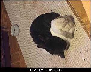 14j�hriges Kaninchen sehr krank-a7271fa7-24fa-400a-a4fd-eee7456823e5.jpeg