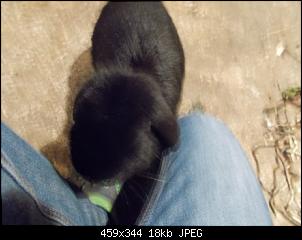 Kann mein Kaninchen durch Karius und Baktus abnehmen?-dscn6009.jpg