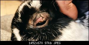 Augenlid gerissen-1234.jpg