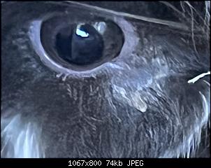 Krankheit am Auge?-58bb1915-9d41-43ef-8d6c-227b15e58ef8.jpg