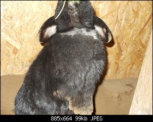 Junges Kaninchen bekommt wei�es-schmuddeliges Fell am Hals-dscn7597.jpg