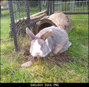P�ppeln und dabei Anzeichen f�r Atemnot ?-img_20230426_190352273%7E2-01.jpg