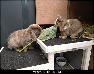 P�ppeln und dabei Anzeichen f�r Atemnot ?-img_20200713_154111463-01.jpg