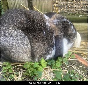 Notfall: Kaninchen frisst nicht und bewegt sich nicht!-8dc9b013-863e-4c7d-be9e-10ea5f34ebe5.jpg