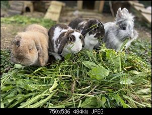 Notfall: Kaninchen frisst nicht und bewegt sich nicht!-7a7cd5f9-484f-4ba3-b0fa-0bb2a81e1de0.jpeg