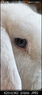 Wei�er Schleier am Auge-screenshot_20240723_190411_gallery.jpg