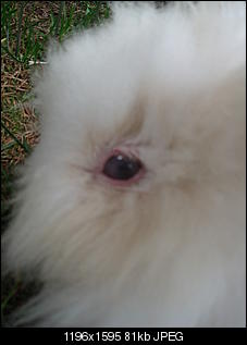 Auge rot umrandet und komplett milchig-005.jpg