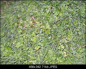 Aufgasung :(-wiese-021.jpg