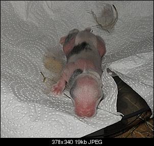 WICHTIG !! Geht um Babys !-sdc11597.jpg