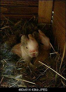 WICHTIG !! Geht um Babys !-img_0698.jpg