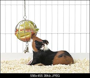 Befall von Parasiten und Pestiziden-article_88690rodyfutterball_1_xl.jpg