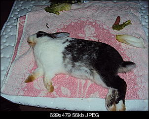 Hilfe!!Leben oder Tod... 50 zu 50 =(-dsc01127.jpg