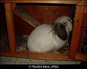 Kaninchen in der K�che-sdc10446.jpg