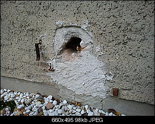 schimmel oder was?-dsc02434.jpg