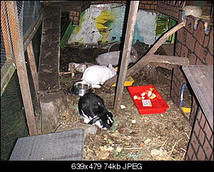 Meine Meerschweinchchengehege-pict0956.jpg