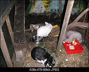 Umbau,oder wie man aus ein ehemaligen Flachbau ein Begehbares Gehege  baut-pict0959.jpg