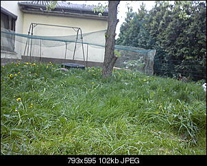 schimmel oder was?-dsc03559.jpg