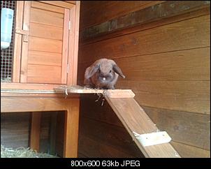 Das neue Gehege ist fertiiig :>-2012-05-31-14.18.15.jpg