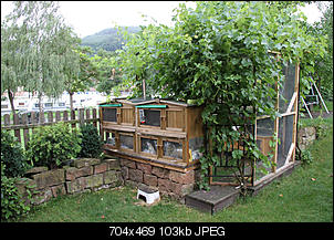 Kaninchen Nachts im freien lassen??-hase2.jpg