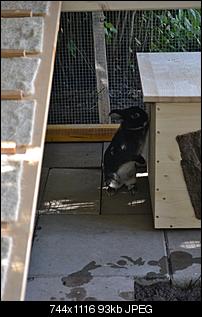 Au�engehege - Plan ist da, �berzeugung fehlt ;-)-dsc_0589.jpg
