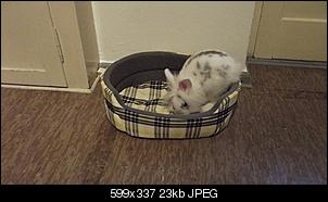 ab heute gibt es kleine K�rbchen :)-dscf0320.jpg