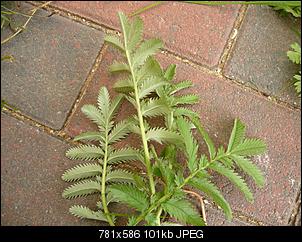 Nun wird es ernst, wir bauen einen gro�en Stall :-)-p1120274.jpg